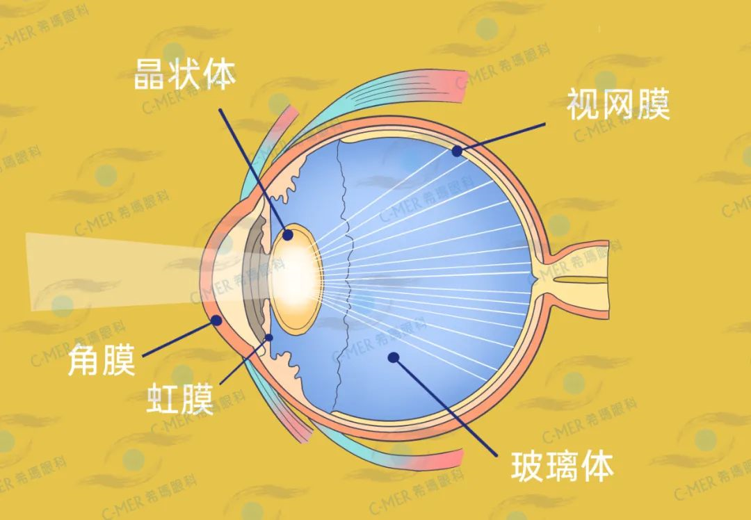 惠州白內障醫(yī)院：喝可樂還會喝出白內障？